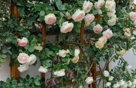 Gite 1er Cru - La Loubertine - Foto 48