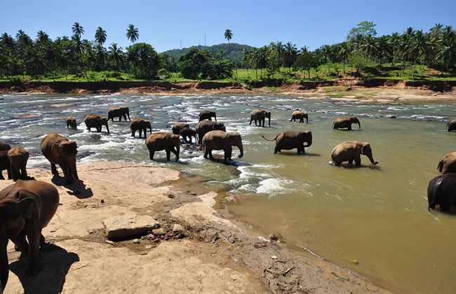 Visitez l'Orphelinat des Éléphants de Pinnawala - Excursion d'une Journée - Photo 3