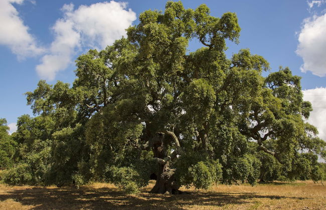 Monte do Giestal - Casas de Campo and Spa - Photo 37