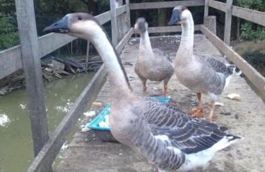 Agriturismo Scannano - Foto 45