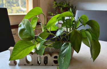 Residenze Vezza - Home sweet home- - Foto 36