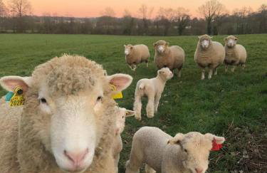 L'étoile du Berger - Foto 18