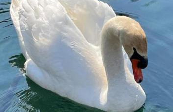 Apartman Mali raj - Foto 65