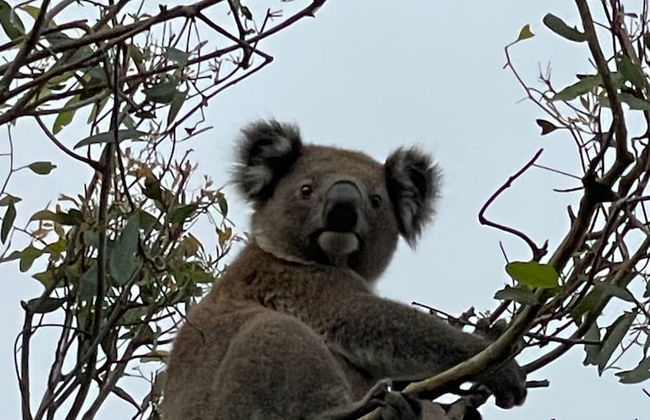 Tindoona Cottages - Foto 32