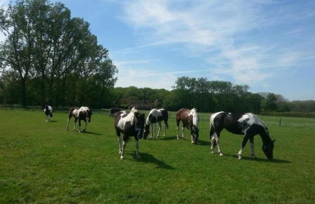 Lodge in Duinhoeve Near Dunes & Playground - Photo 35