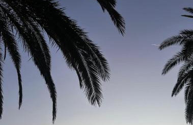 Palm Blues - Photo 71