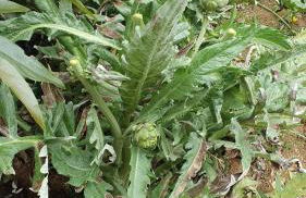 Villa Brava Atlântico - Foto 51