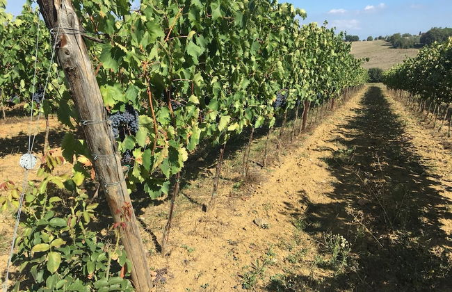 Agriturismo il Querciolo - Photo 68