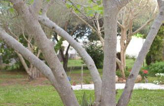 Apartment Ivy - Foto 39