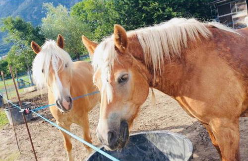 Relax Home,nel cuore della Valle D’Aosta - Foto 6