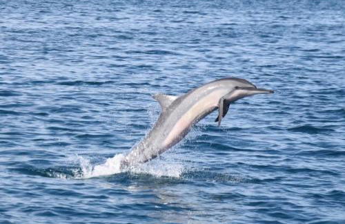 Hale Mapuana - Foto 27