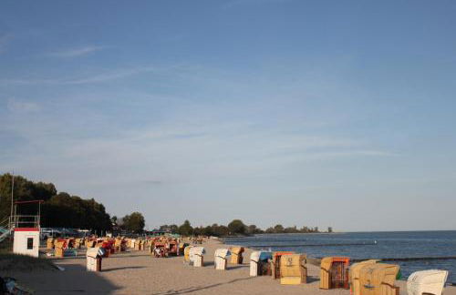 Silbermöwe im Kirschgarten - Foto 29