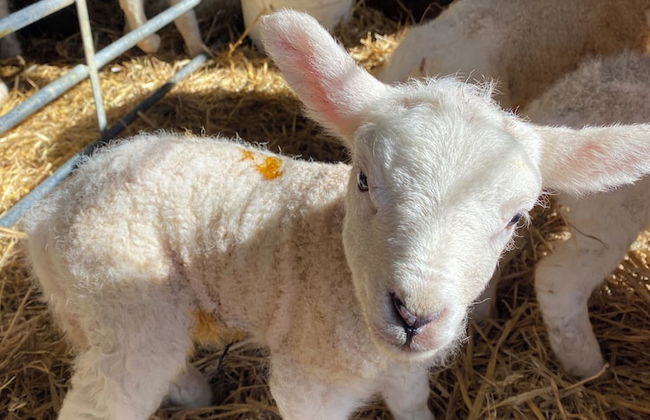 Dawn Chorus Holidays - Foto 79