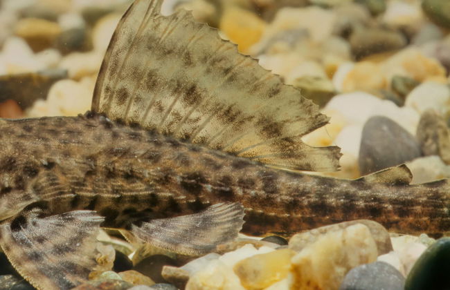 Bonito Aquarium Guided Tour - Photo 1