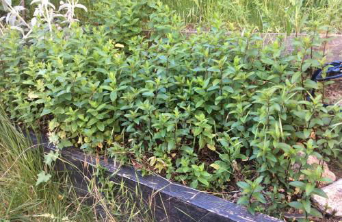 Gîte Le Faucon Pèlerin - Foto 28