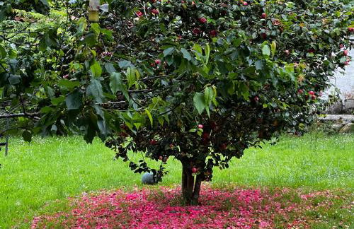 La casita de Olivia Espinaredo - Foto 58