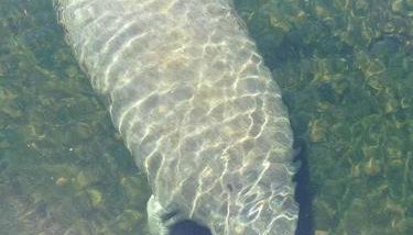 4BR Private Dock, Warm Spring Canal, Kayaks, Canoe - Foto 4