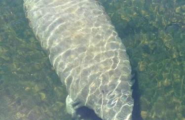 4BR Private Dock, Warm Spring Canal, Kayaks, Canoe - Photo 4