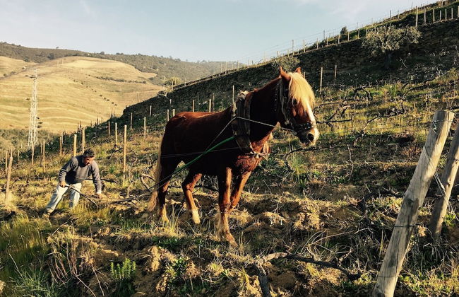 Quinta da Marka - Photo 60