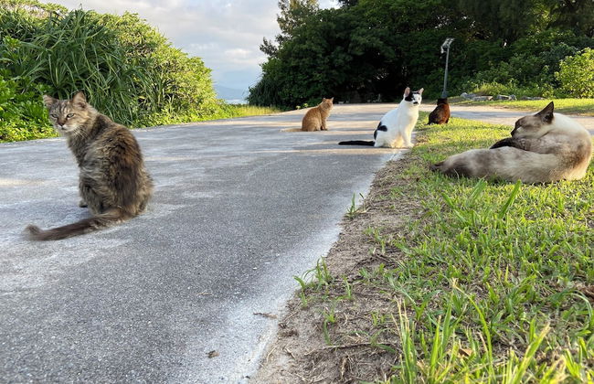 Mr.KINJO in GUSUKU - Foto 41