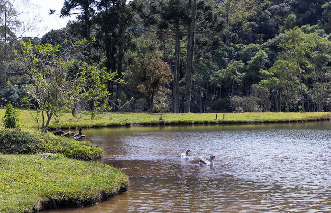 Sitio Natureza piscina e churrasqueira - Photo 63