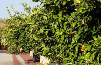 Tenuta dei Principi di Spadafora - Foto 46