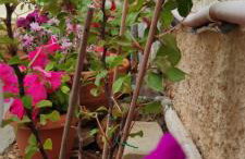 Secret Garden Home Lagonissi Attiki - Foto 49