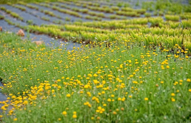 Quinta do Mel - Foto 49