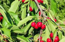 Nika Vacation House - Foto 23