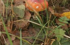 W Małym Sadzie - Foto 33