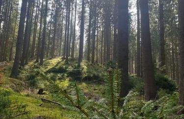 Bungalow Schwarzatalblick in Bad Blankenburg Ortsteil Böhlscheiben - Foto 56