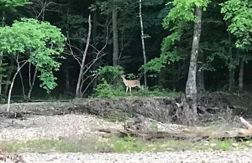 Liberty Cabin on Collier Creek - Foto 33
