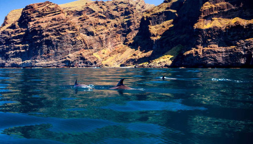 Dolphins on Tenerife's southern coast