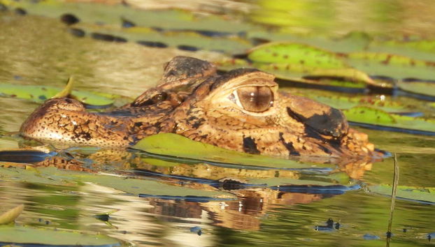 Spot all kinds of wildlife