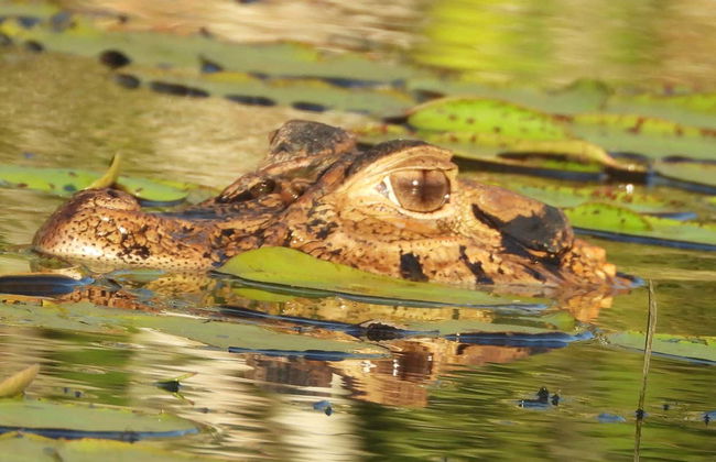 Tambopata National Reserve & Rainforest 4 Day Tour - Photo 9