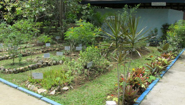 Miss Martha's Herb Garden