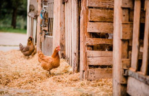 Bernwieserhof - Foto 37