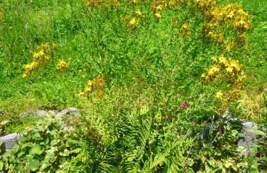 Wolfs Ferienhaus - Natürlich Eifel - Foto 30