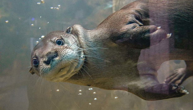 Oceanic Aquarium Ticket - Foto 5