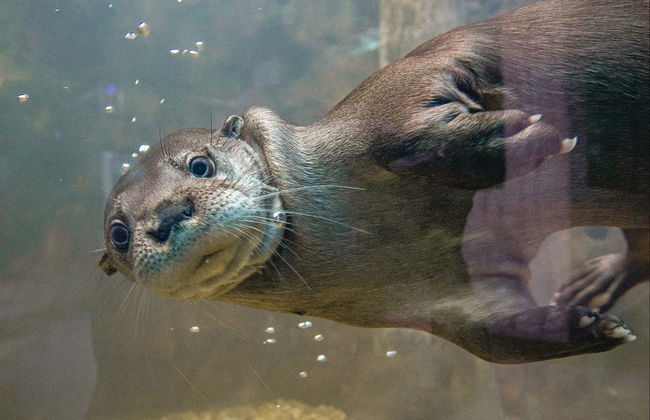 Oceanic Aquarium Ticket - Photo 6