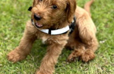 Seaside Snug - Gorgeous 2 Bed Seaside Bungalow - Foto 5