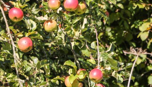 Orchard Cottage - Foto 4