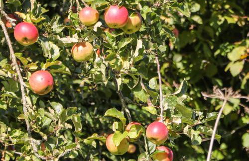 Orchard Cottage - Foto 4