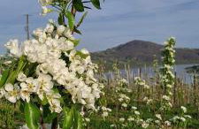 Owocowe Wzgórze - Foto 7