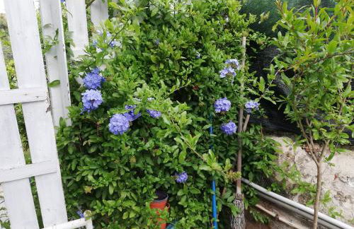 Casa Deli - Le Farfalle Blu - Foto 24