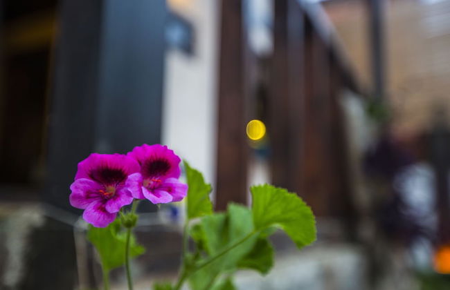 Şamlıoğlu Historical Mansion - Photo 16