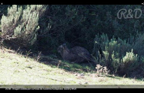 La Isabelita - Foto 29