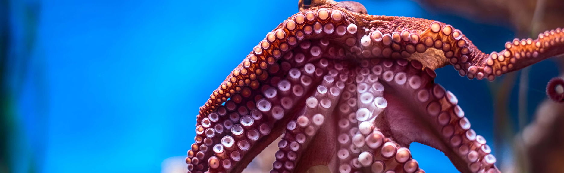 Ingresso do Aquário Nacional de Malta