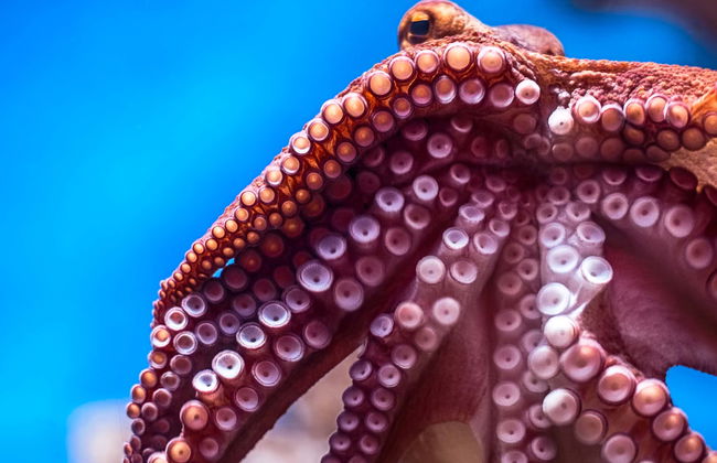 Ingresso do Aquário Nacional de Malta - Foto 1