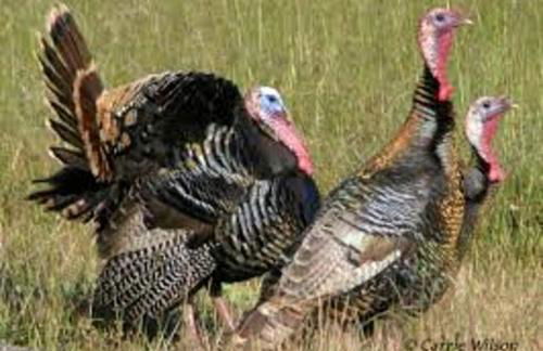 Peaceful Historic Villa with Hot Tub & Pool near Downtown Nashville, Tennessee - Photo 57